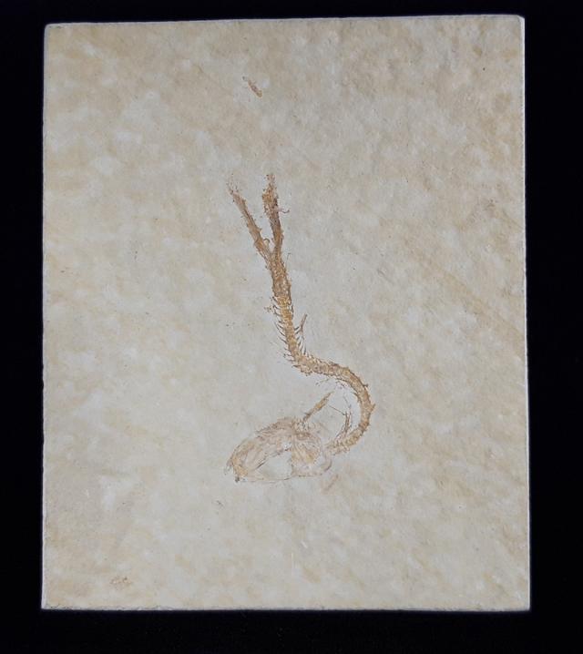 Leptolepides sprattiformis (BLAINVILLE 1818) - Bild © FossNet FossilienStore